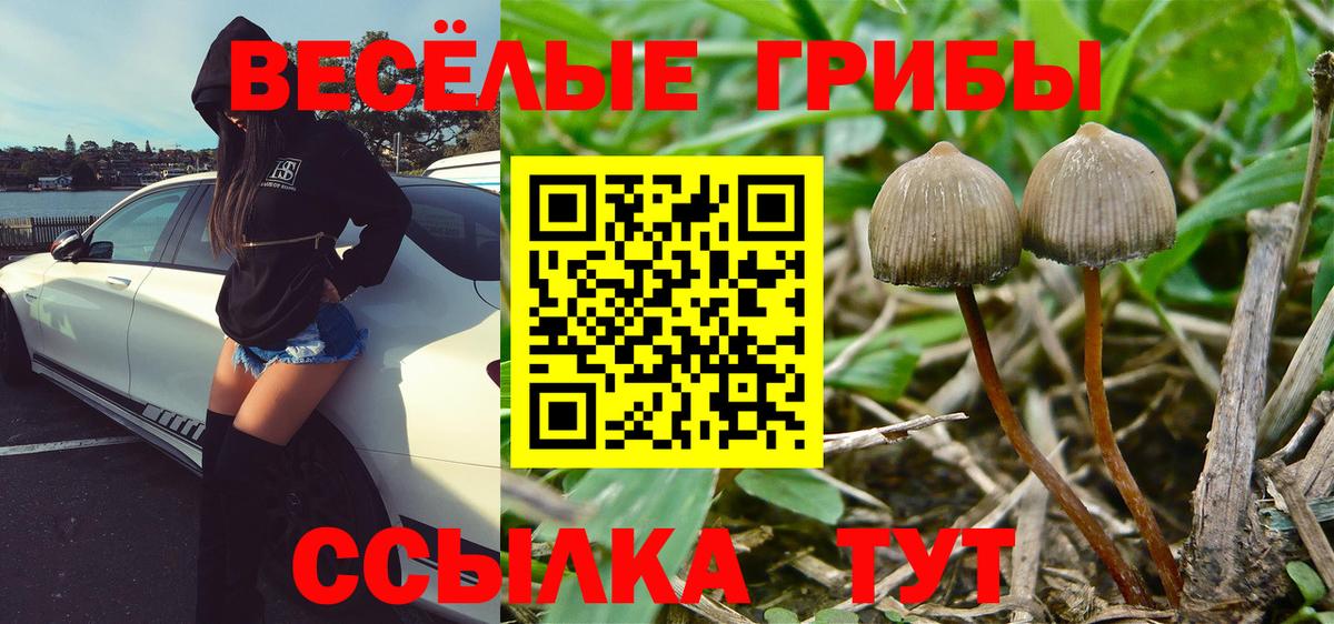 Галлюциногенные грибы GOLDEN TEACHER  закладки  Псилоцибиновые грибы Psilocybine cubensis  Миллерово  Вход с VPN 